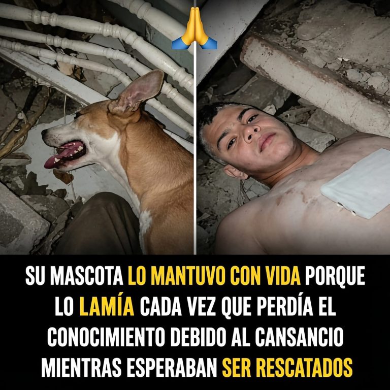 Perro permanece junto a su dueño tras un accidente: la historia de lealtad que emocionó a miles