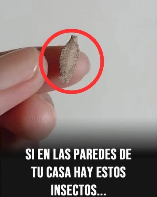 ¿Qué son esos pequeños saquitos pegados en las paredes? La explicación que pocos conocen