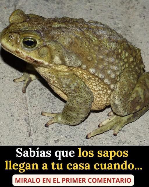 ¿Qué significa que aparezca un sapo en tu casa? Lo que dice la ciencia