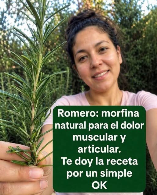 Romero para el dolor muscular: qué dice la ciencia sobre sus beneficios