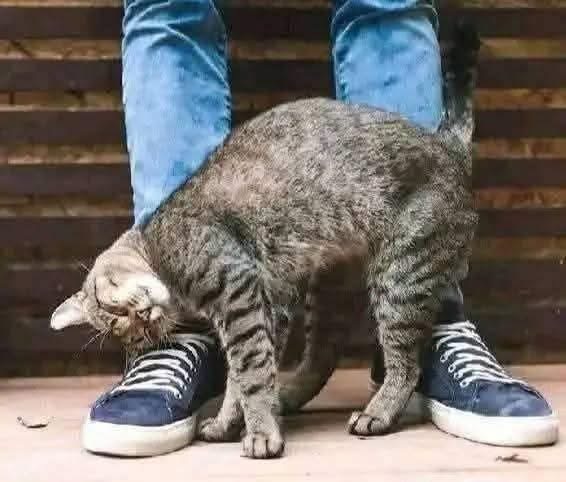 ¿Por qué un gato se frota contra ti? Lo que realmente significa, según la ciencia