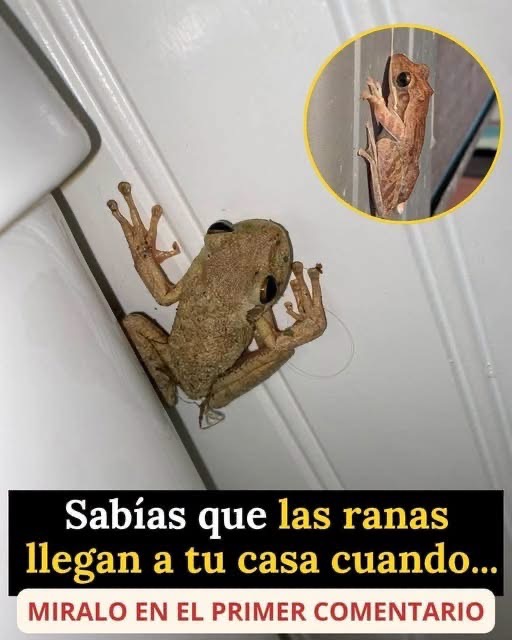 ¿Qué significa que aparezcan ranas en tu casa? La explicación científica y los mitos más comunes