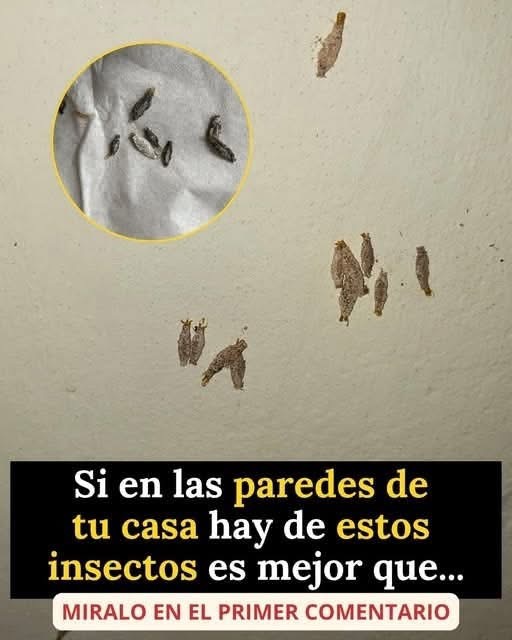 ¿Qué son los gusanos de bolsa que aparecen en las paredes de la casa? Esto es lo que realmente debes saber