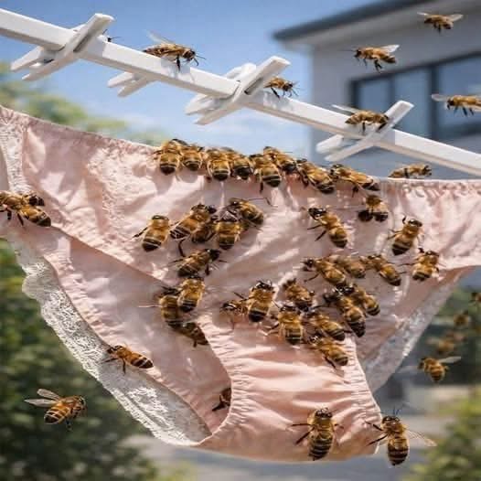 ¿Qué significa que una abeja se pose sobre tu ropa? Mitos, explicaciones y qué dice la ciencia