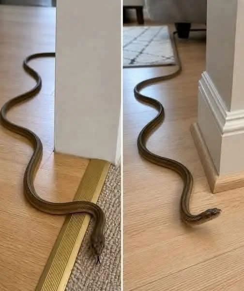 ¿Qué significa que una serpiente entre a tu casa? Esto explica la ciencia y qué debes hacer