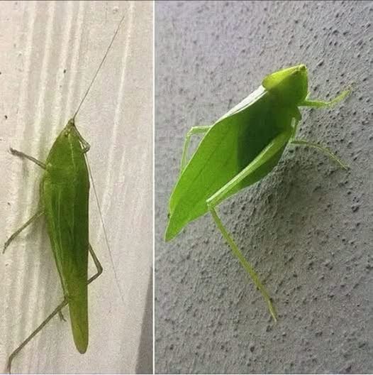 ¿Qué significa que un insecto "esperanza" entre a tu casa? Esto dice la ciencia sobre el popular katídido