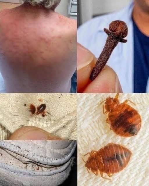 ¿El clavo de olor elimina los ácaros o las chinches? Esto es lo que realmente muestra la publicación viral