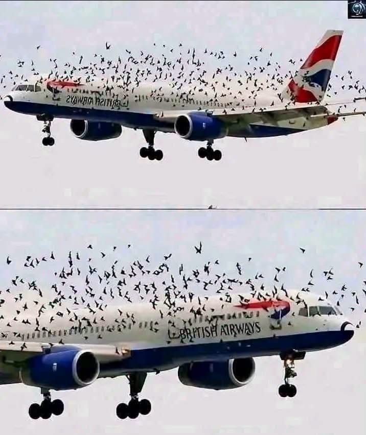¿Un piloto de British Airways lloró al descubrir por qué las aves rodeaban su avión? La historia viral es falsa