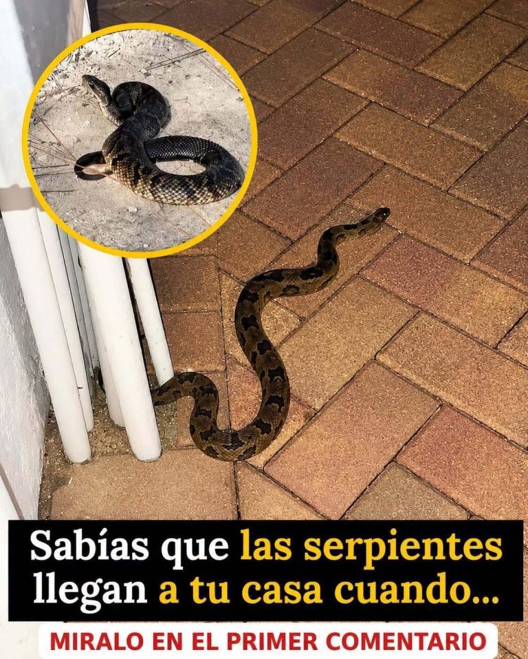 Las razones por las que una serpiente puede acercarse a tu casa