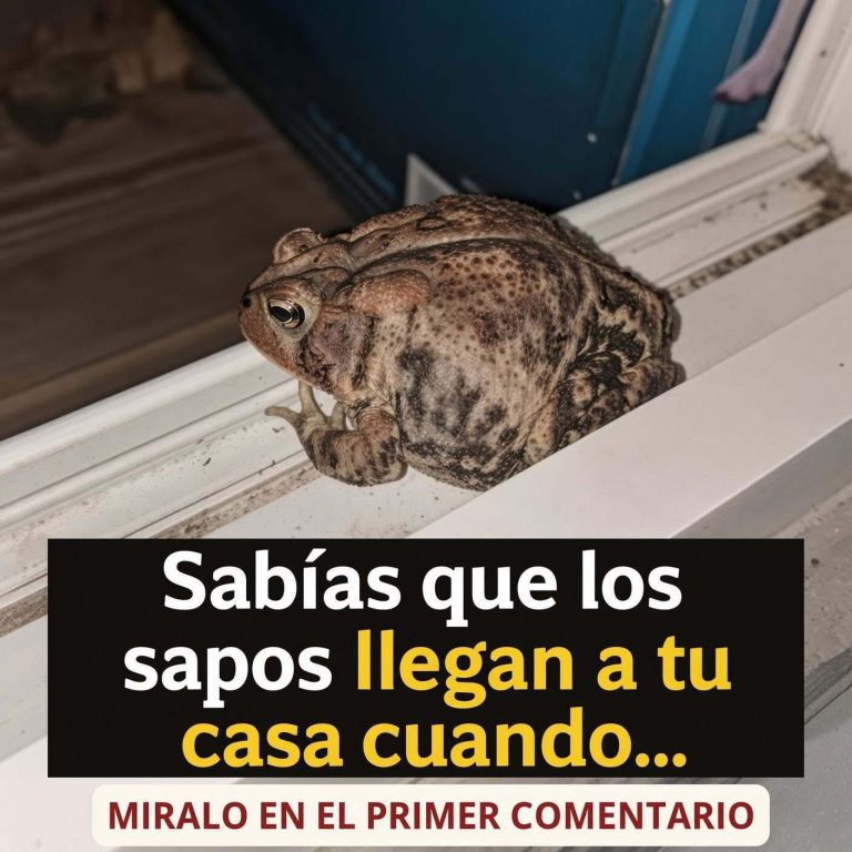¿POR QUÉ LOS SAPOS LLEGAN A TU CASA? LA EXPLICACIÓN ES MÁS SIMPLE DE LO QUE CREES