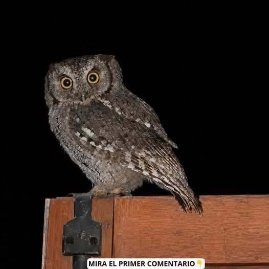 SI UNA LECHUZA RONDA TU CASA DURANTE LA NOCHE, ESTA PUEDE SER LA VERDADERA RAZÓN DE SUS VISITAS