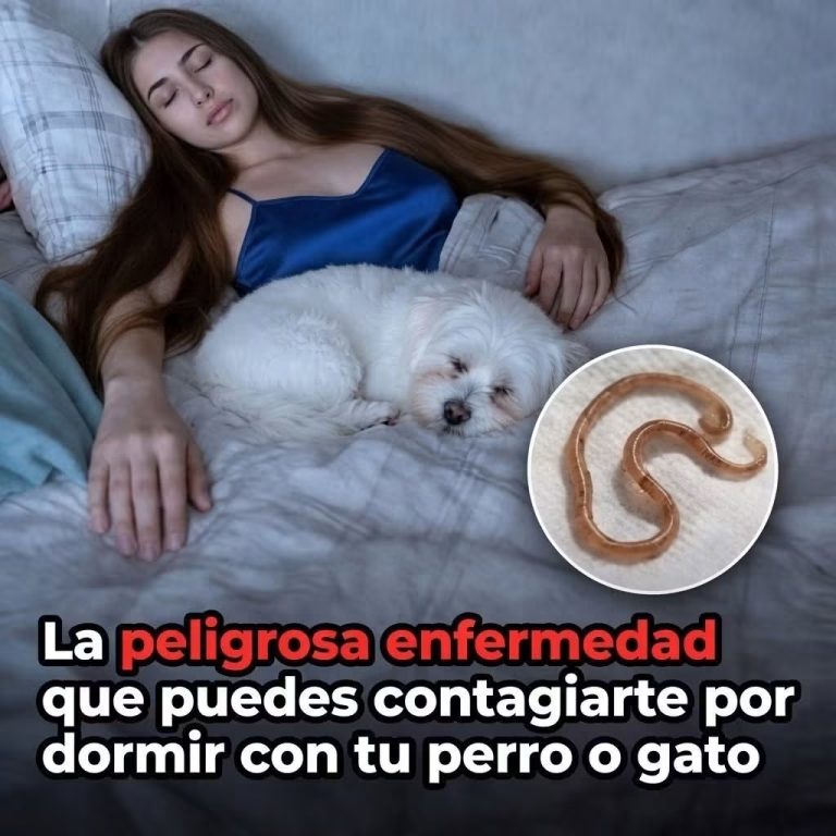 Dormir con tu perro o gato: ¿puede aumentar el riesgo de contagiarte una enfermedad?