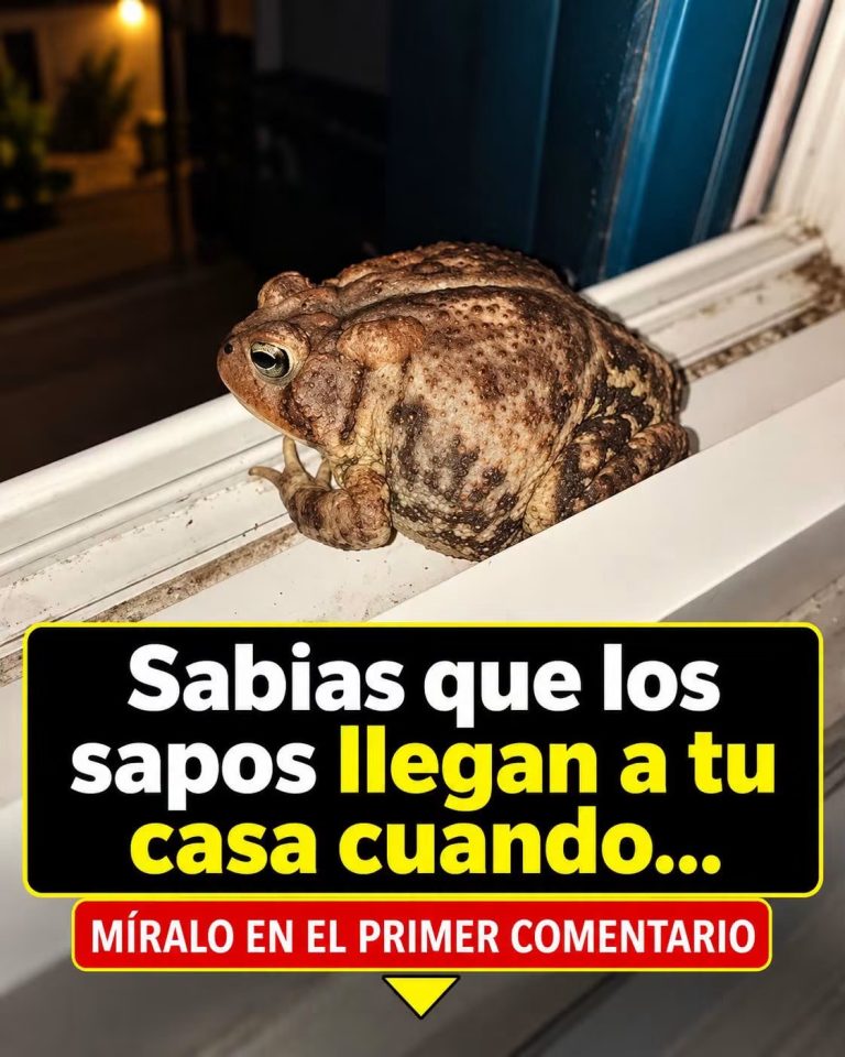 ¿POR QUÉ LOS SAPOS LLEGAN A TU CASA? ESTAS SON LAS RAZONES QUE MUCHOS DESCONOCEN