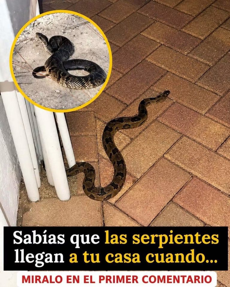 ¿Sabías que las serpientes pueden llegar a tu casa cuando encuentran estas condiciones?