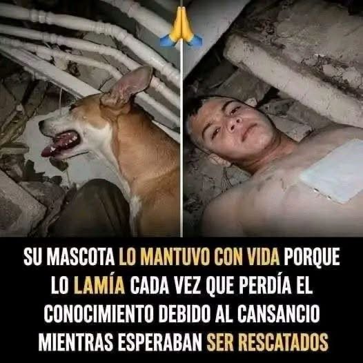 La conmovedora historia de un perro que permaneció junto a su dueño mientras esperaban ayuda